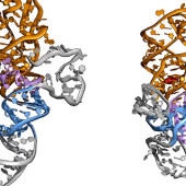 rna switch
