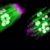 egg cell