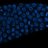 oocytes
