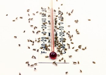 fruit fly heat temperature