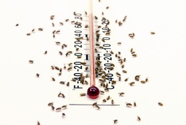fruit fly heat temperature
