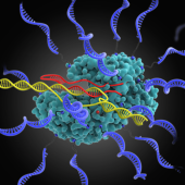 crispr SNAs