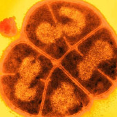 conan the bacterium