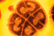 conan the bacterium