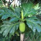 breadfruit