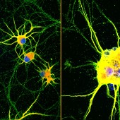 mature neurons with dancing molecules