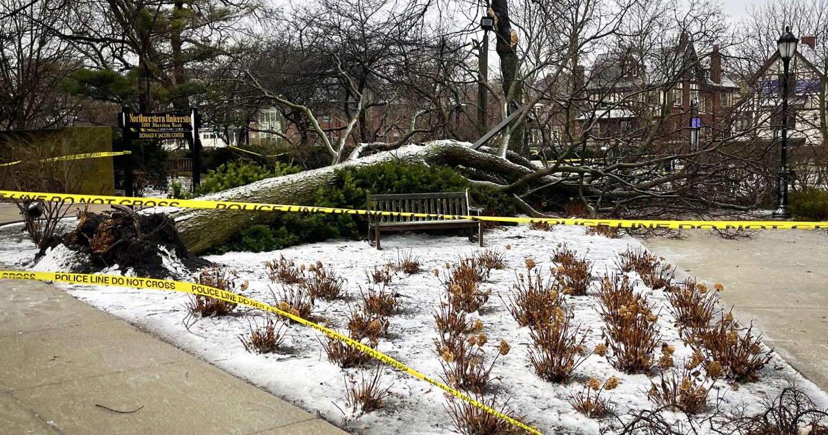 Four staff members injured by fallen tree on Evanston campus