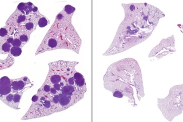 mice tumor shrink