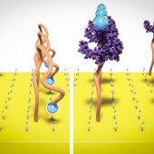 aptamers