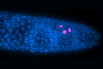 worm fertility SSRI prozac