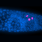worm fertility SSRI prozac