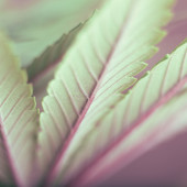 cannabinoids