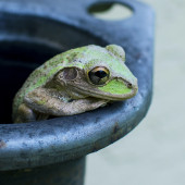 boiling frog parable