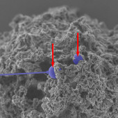 nanoparticles in mast cell