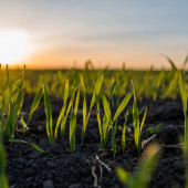 soil