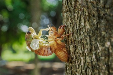 Cicada emergence