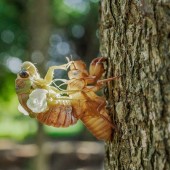 Cicada emergence
