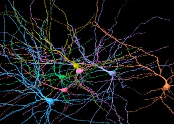 neurons brain human
