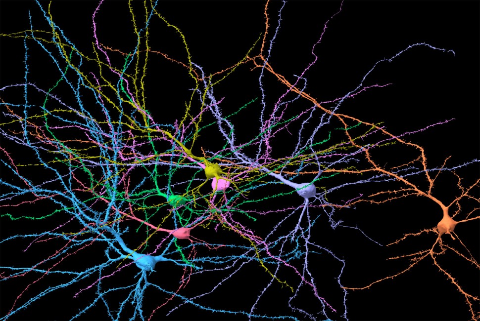 neurons brain human