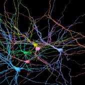 neurons brain human