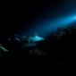 Sharks near the bottom of the ocean are illuminated by a flashlight