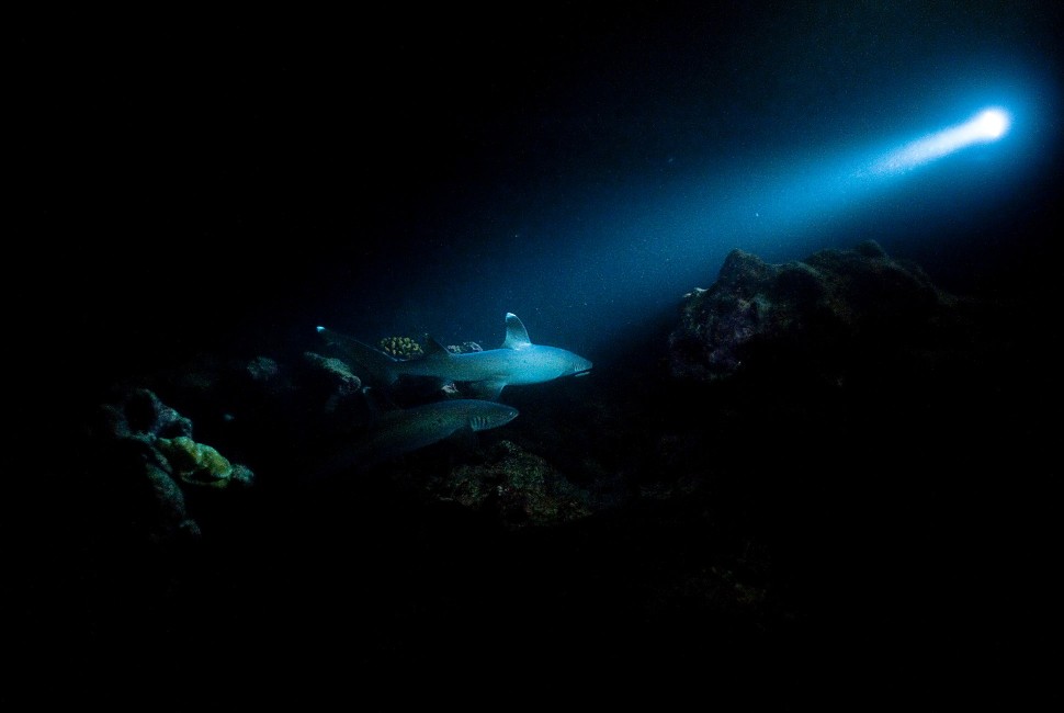 Sharks near the bottom of the ocean are illuminated by a flashlight