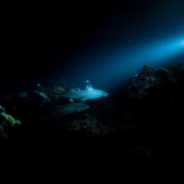 Sharks near the bottom of the ocean are illuminated by a flashlight