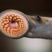 lamprey