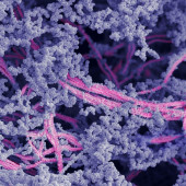 cartilage regeneration