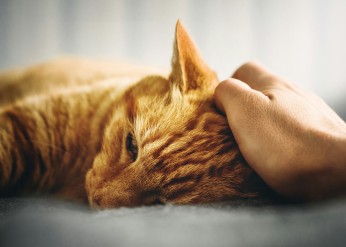 A hand on the head of an orange cat