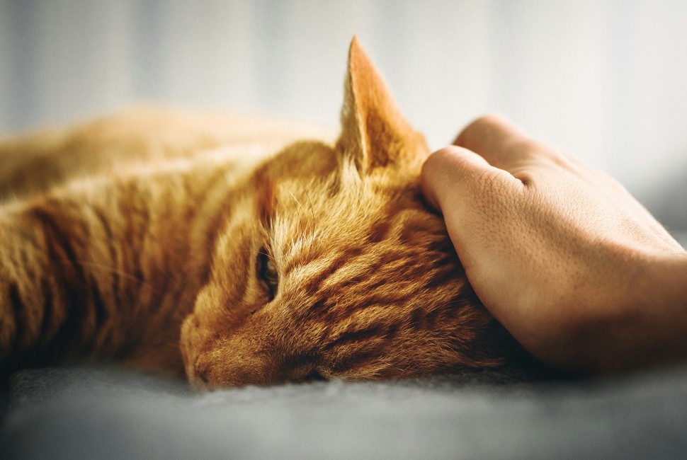 A hand on the head of an orange cat