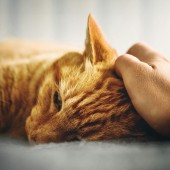 A hand on the head of an orange cat