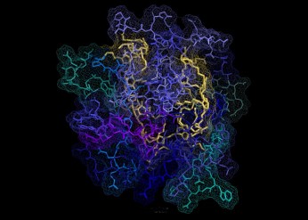 Huntington peptide