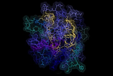 Huntington peptide