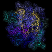 Huntington peptide