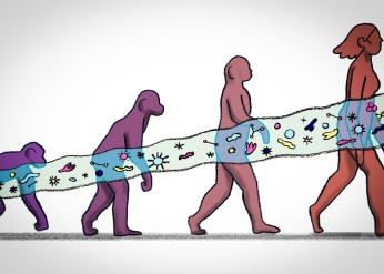 an illustration of primate evolution