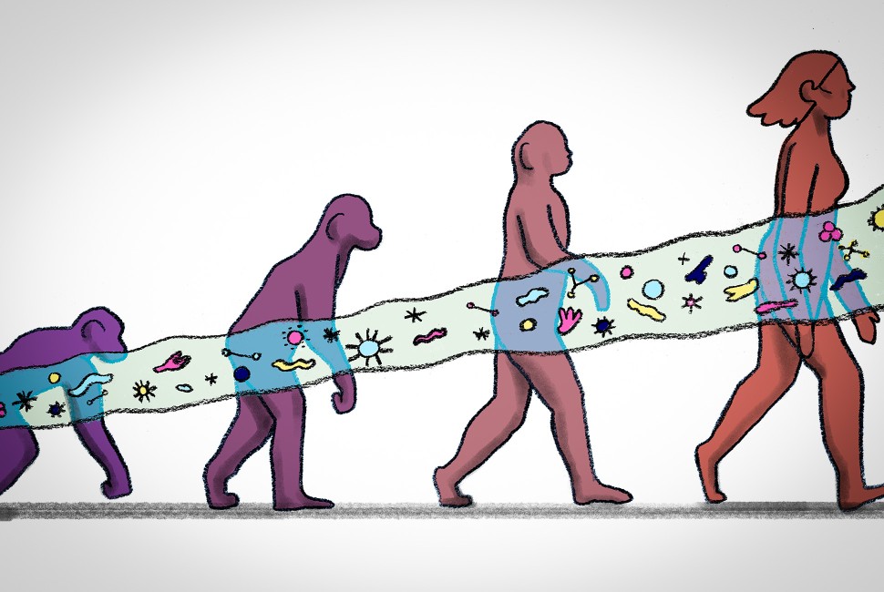 an illustration of primate evolution