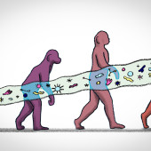 an illustration of primate evolution