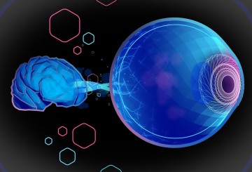 New funding could make whole-eye transplants a reality