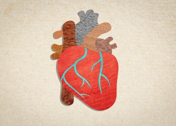 regenerating cardiac tissues