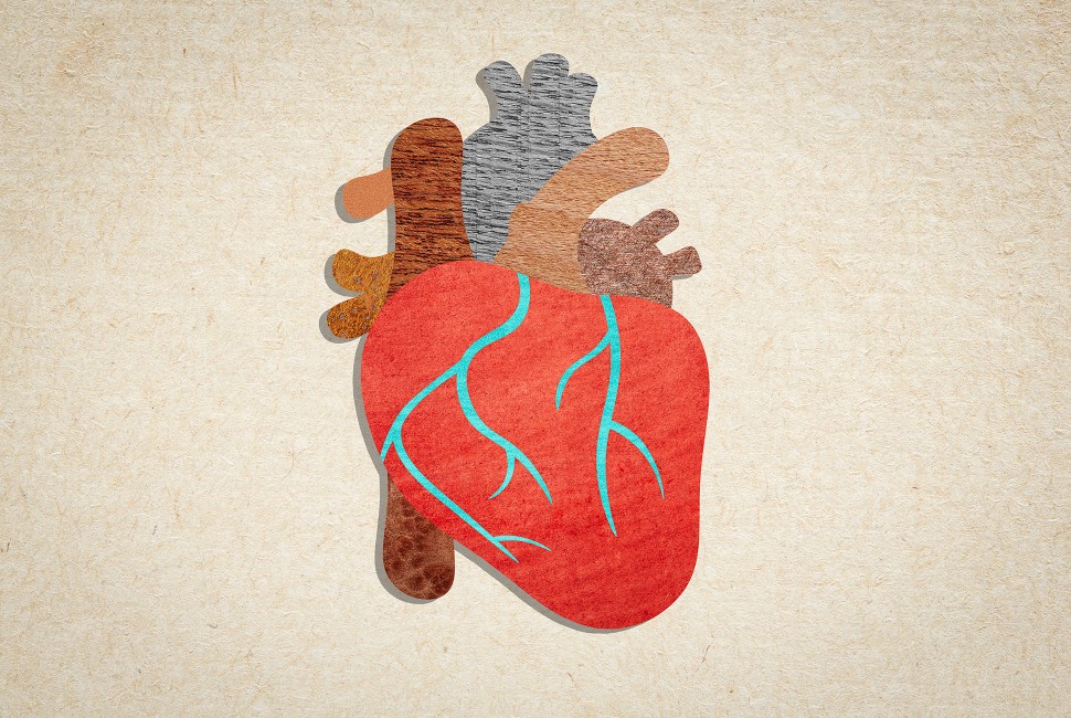 regenerating cardiac tissues