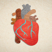 regenerating cardiac tissues