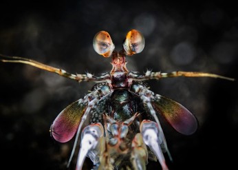 Mantis shrimp