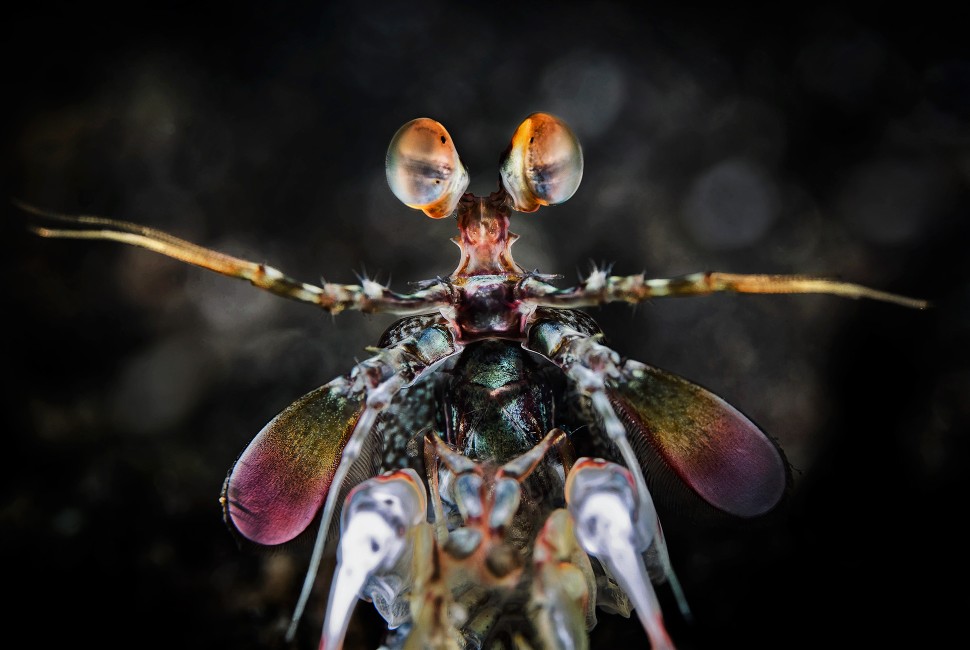 シャコの構造が音のダメージを軽減(Mantis shrimp clubs filter sound to mitigate damage)