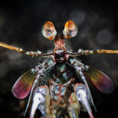 Mantis shrimp