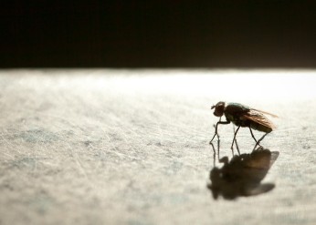 a fly in shadow