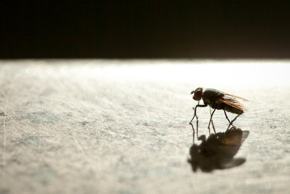 a fly in shadow