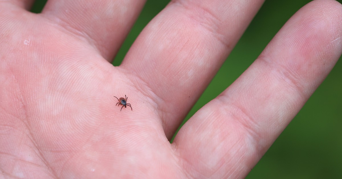 Taking the bite out of Lyme disease