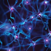 neuron health