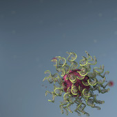 spherical nucleic acids